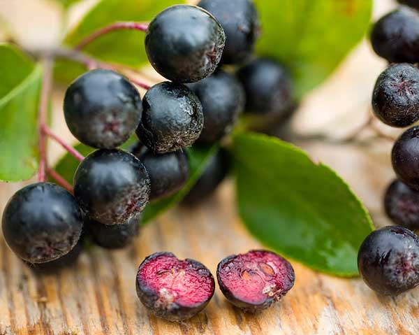 Aroniabär - aronia bra för diabetiker.