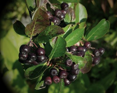 Aroniabär - aronia skyddar hjärtat.