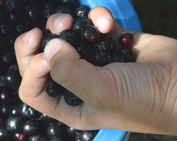 Hand med aronia - aronia kan skydda mot leverskador.