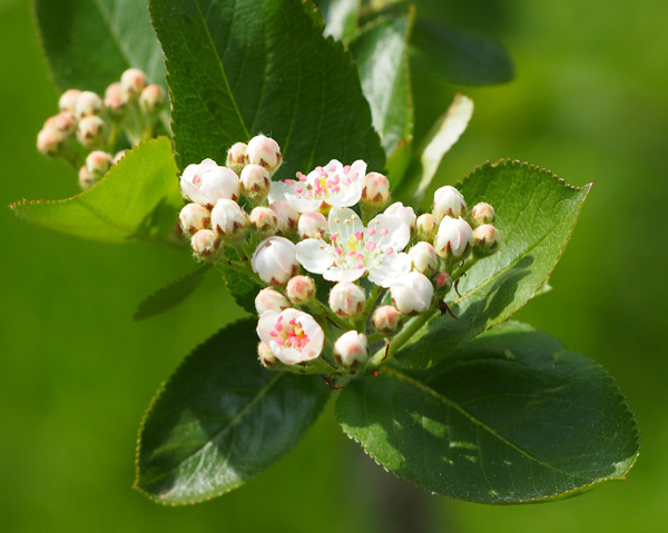 Blommande aronia - bären från aronia kan ha en antidepressiv effekt.