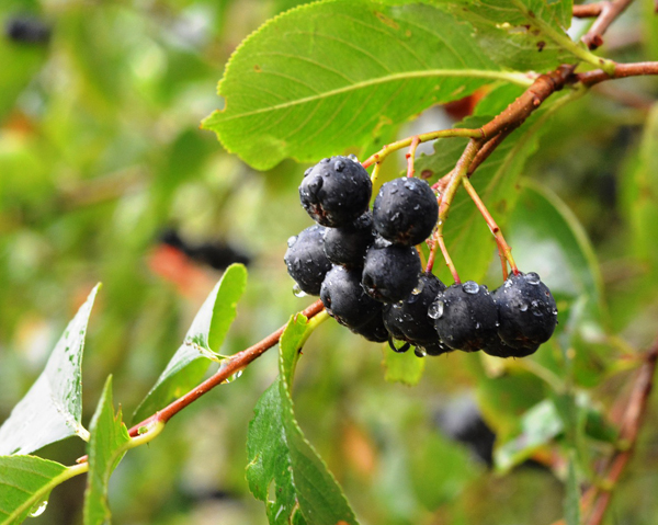 Aronia - sänker blodtrycket