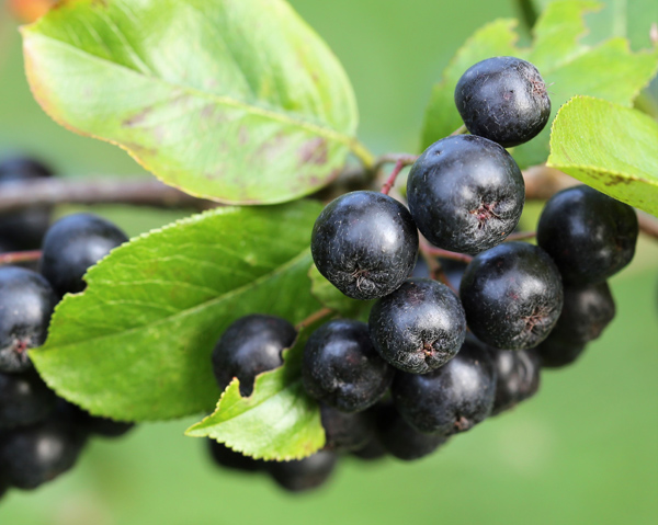 Aronia - aroniajuice kan förebygga urinvägsbesvär