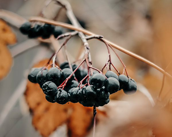 Aroniabär och höstlöv - aronia innehåller det hälsosamma ämnet quercetin