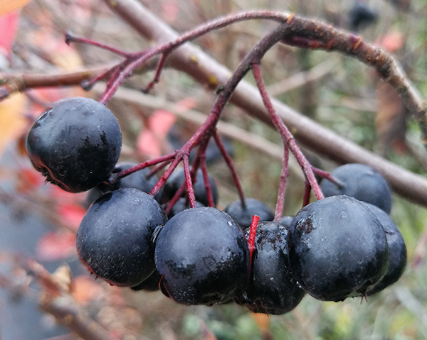 Aronia kan motverka insulinresistens