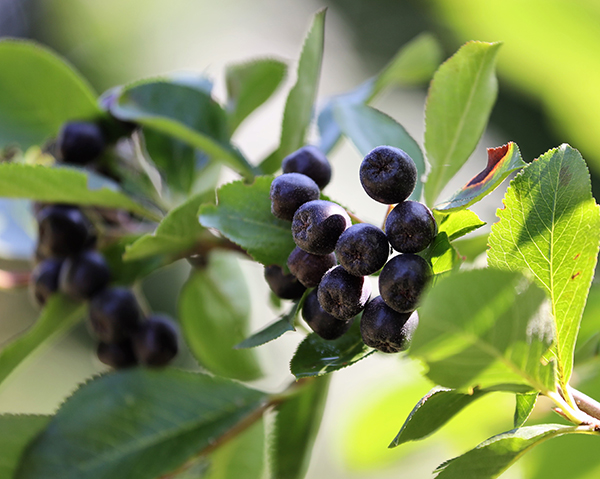 Aroniabär, antioxidation och biotillgänglighet